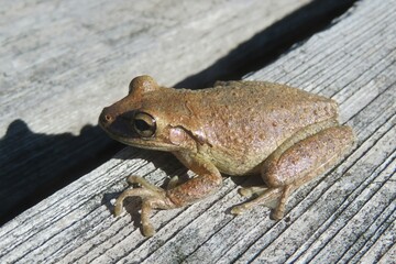 Brown treefrog sitting on the wood background, closeup