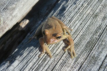 Treefrog on a wooden background in Florida wild, closeup