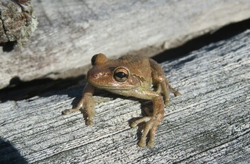 Tropical brown treefrog on the wood in Florida, closeup