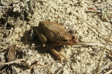 Tropical treefrog on the ground in Florida wild, closeup