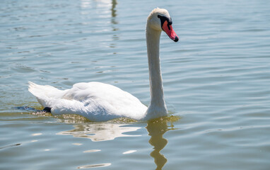 Graceful white Swan swimming in the lake, swans in the wild. Portrait of a white swan swimming on a lake.
