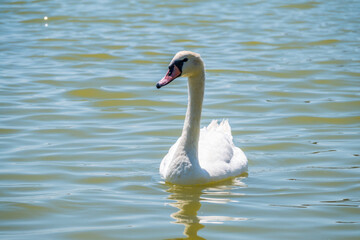 Graceful white Swan swimming in the lake, swans in the wild. Portrait of a white swan swimming on a lake.