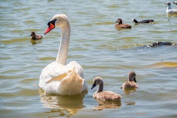 Fototapeta premium A female mute swan, Cygnus olor, swimming on a lake with its new born baby cygnets. Mute swan protects its small offspring. Gray, fluffy new born baby cygnets.