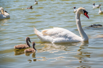 A female mute swan, Cygnus olor, swimming on a lake with its new born baby cygnets. Mute swan protects its small offspring. Gray, fluffy new born baby cygnets.
