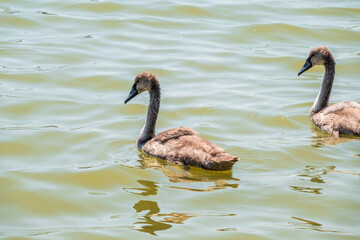 Beautiful baby cygnet mute swan fluffy grey and white chicks. Springtime new born wild swans birds in pond. Young swans swmming in a lake.