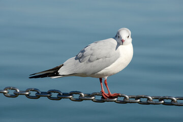 Obraz premium ユリカモメ