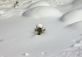 A small pine tree in close-up against the background of snow in the forest in winter