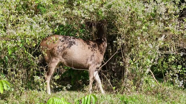 Sambar Deer, Rusa unicolor seen within the thick of the bush sticking its head up eating while stumping its right front foot down to intimidate, Khao Yai National Park, Thailand.