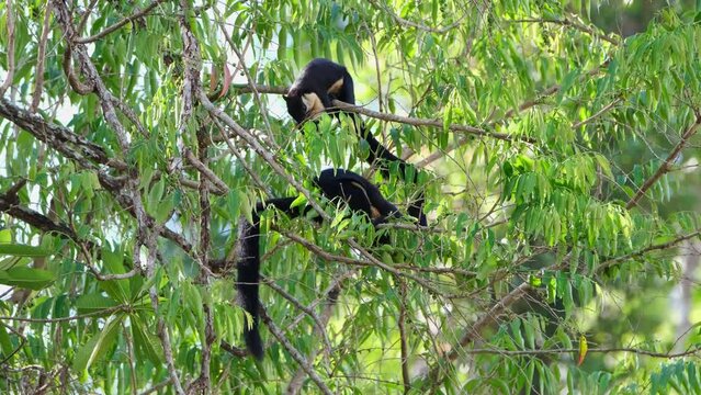 Black Giant Squirrel, Ratufa bicolor, one on top busy eating fruits while the other below also working hard reaching for some fruits as well, Khao Yai National Park, Thailand