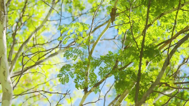 Tranquil view of detailed green leaves of a leopard tree backlit with sun, blue sky happy forest setting