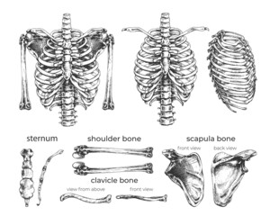 485_human ribcage, bones, set_human chest, shoulder, scapula, rib cage, clavicle, bone outline, title, anatomy, skeleton illustration set,