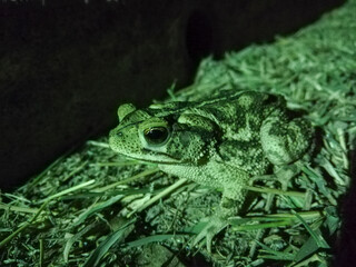 sapo de noche