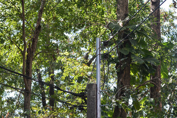 Fototapeta premium Cement electric pole and forest.