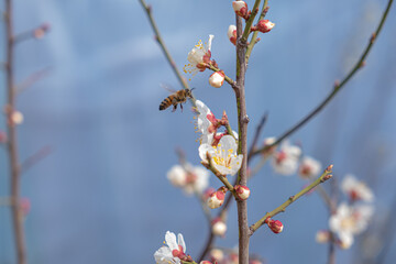 The plum blossoms are the first to announce spring.