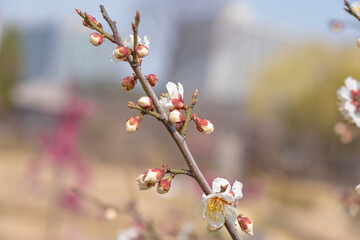 The plum blossoms are the first to announce spring.