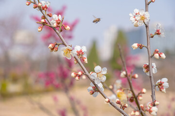 The plum blossoms are the first to announce spring.