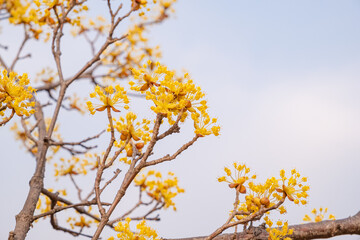 The first flower that heralds spring has bloomed