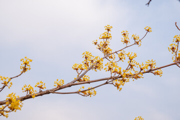 The first flower that heralds spring has bloomed