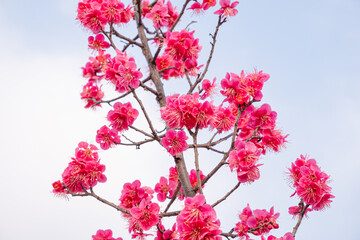 The plum blossoms are the first to announce spring.