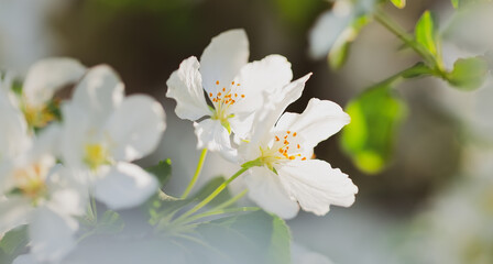 beautiful flowers of blooming apple tree in spring time on a sunny day on blurred background.