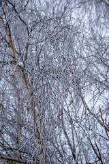Tree branches covered with snow in cloudy weather