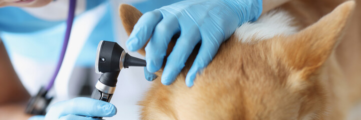Woman veterinarian looking dog ear with otoscope closeup