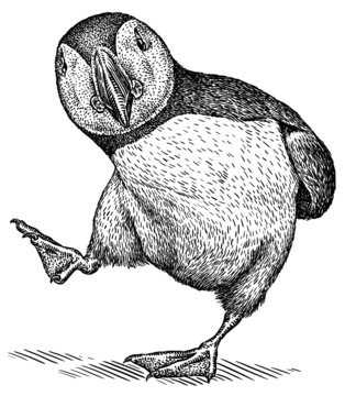 black and white engrave isolated puffin illustration