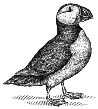recommend clip art: black and white engrave isolated puffin illustration