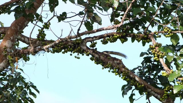 Finlayson's Squirrel or Variable Squirrel Callosciurus finlaysonii seen on a branch of a fruiting tree eating and goes away towards the left looking for something, Khao Yai National Park, Thailand.