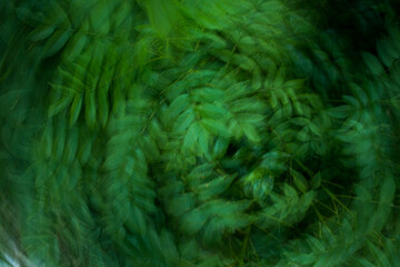 Abstract blurred motion background of plant