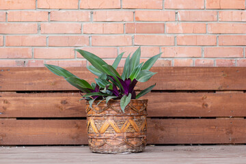 An unusual flower in a ceramic pot against a brick wall. High quality photo. copyspace 