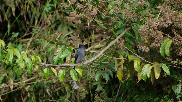 Ashy Drongo Dicrurus leucophaeus seen on a perch looking around and wipes its bill on the branch then dives to capture an insect then returns, Khao Yai National Park, Thailand.