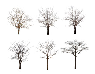 Collection of black tree silhouettes isolated on white background , silhouette of trees