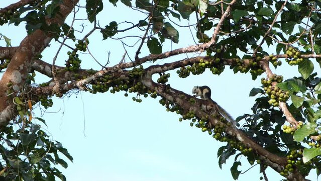 Finlayson's Squirrel or Variable Squirrel Callosciurus finlaysonii seen eating with both hands holding a ripened fruit on a branch of a fruiting tree in Khao Yai National Park, Thailand.