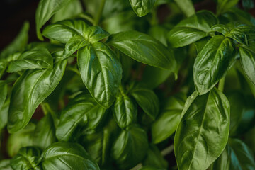 Fresh green fragrant basil with beautiful juicy leaves closeup