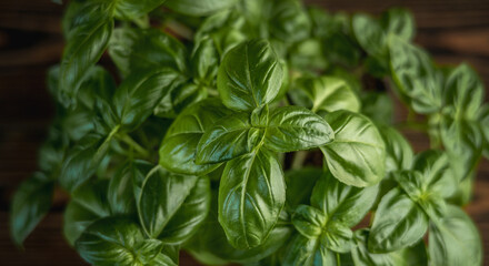 Fresh green fragrant basil with beautiful juicy leaves closeup on a wooden background