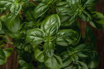 Fresh green fragrant basil with beautiful juicy leaves closeup on a wooden background