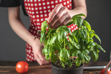 Woman in a red apron is picking a leaf of fresh basil that grows in a pot. Concept of cooking salad and other dishes from healthy homemade vegetables