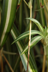 Obraz premium Chlorophytum leaves close-up.