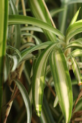 Chlorophytum leaves close-up.