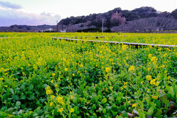 菜の花畑に設置された遊歩道
