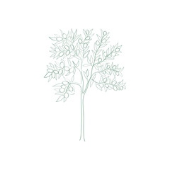 Outline art of olive tree. Vector illustration.