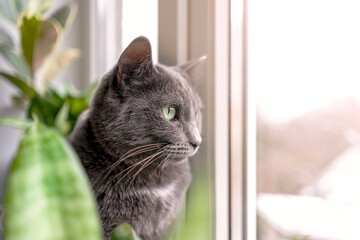 A cute grey domestic cat is resting on a windowsill surrounded by green plants. Fluffy pet looks out the window in daylight. Veterinary concept.