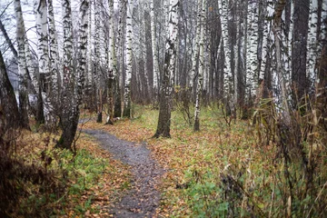 Papier Peint photo autocollant Bouleau Un chemin visible parmi les feuilles mortes dans un bosquet de bouleaux d& 39 automne