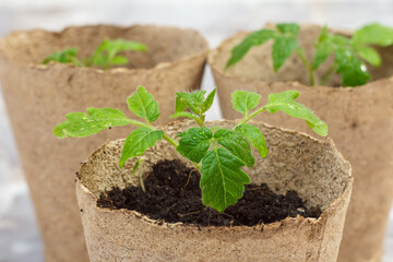 Close-up cardboard cans with green tomato seedlings.