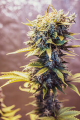 Marijuana bushes growing in growbox