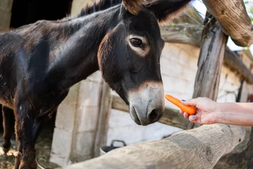 Schilderijen op glas Cropped photo of a person feeding a donkey with a carrot outdoors © carles