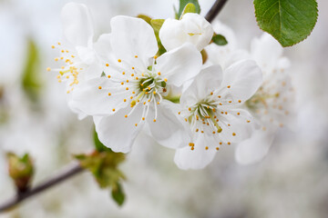 Branch of cherry tree in the period of spring flowering.