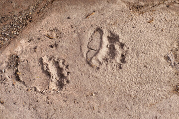 Bear footprints on the sand trail
