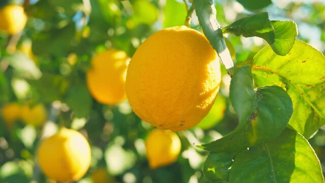 Citrus lemon juice tree branch fresh yellow garden green